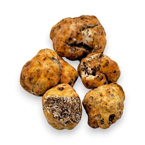 showing image of fresh white truffle tuber borchii A-grade