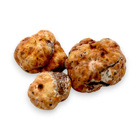 showing image of fresh white truffle tuber borchii extra grade