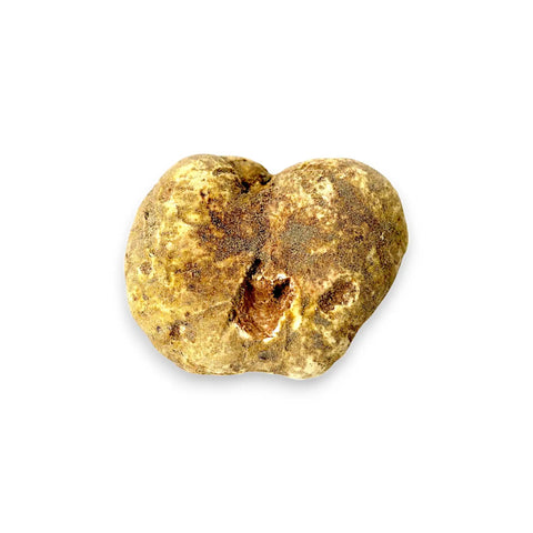 Rough, irregularly shaped white truffle.