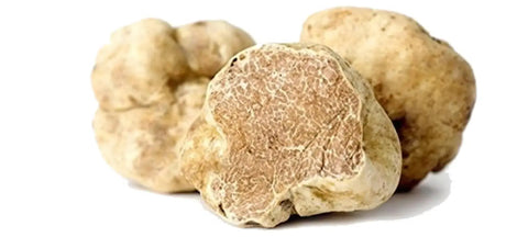 Three white truffles displayed at the Alba White Truffle Auction in Piedmont Region