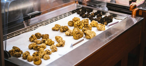 Display of various truffle species featured in Popular Truffle Species Explored article