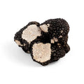 Fresh black summer truffle with white marbling from Tuber Aestivum B-grade