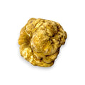 Rough golden white truffle Tuber Magnatum tartufo bianco pregiato fresco large size